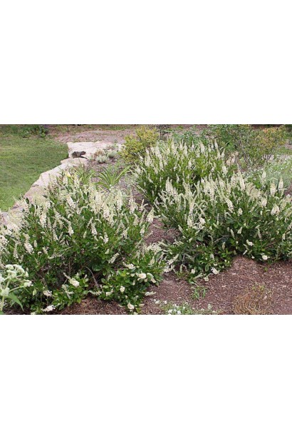 Клетра «Хаммінгберд